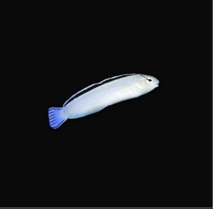 Disco Blenny