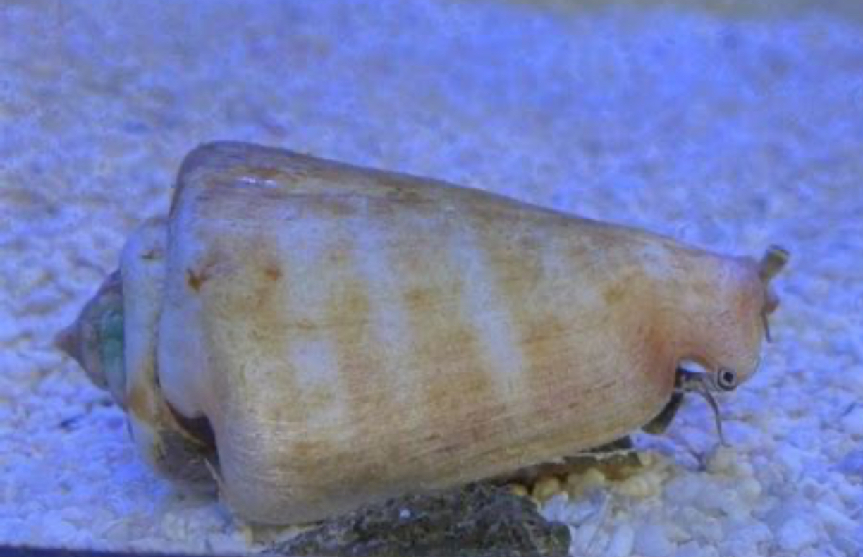 Sand Tiger Conch Snail