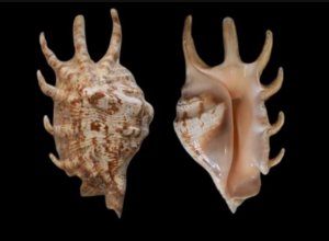 Spider Conch Snail