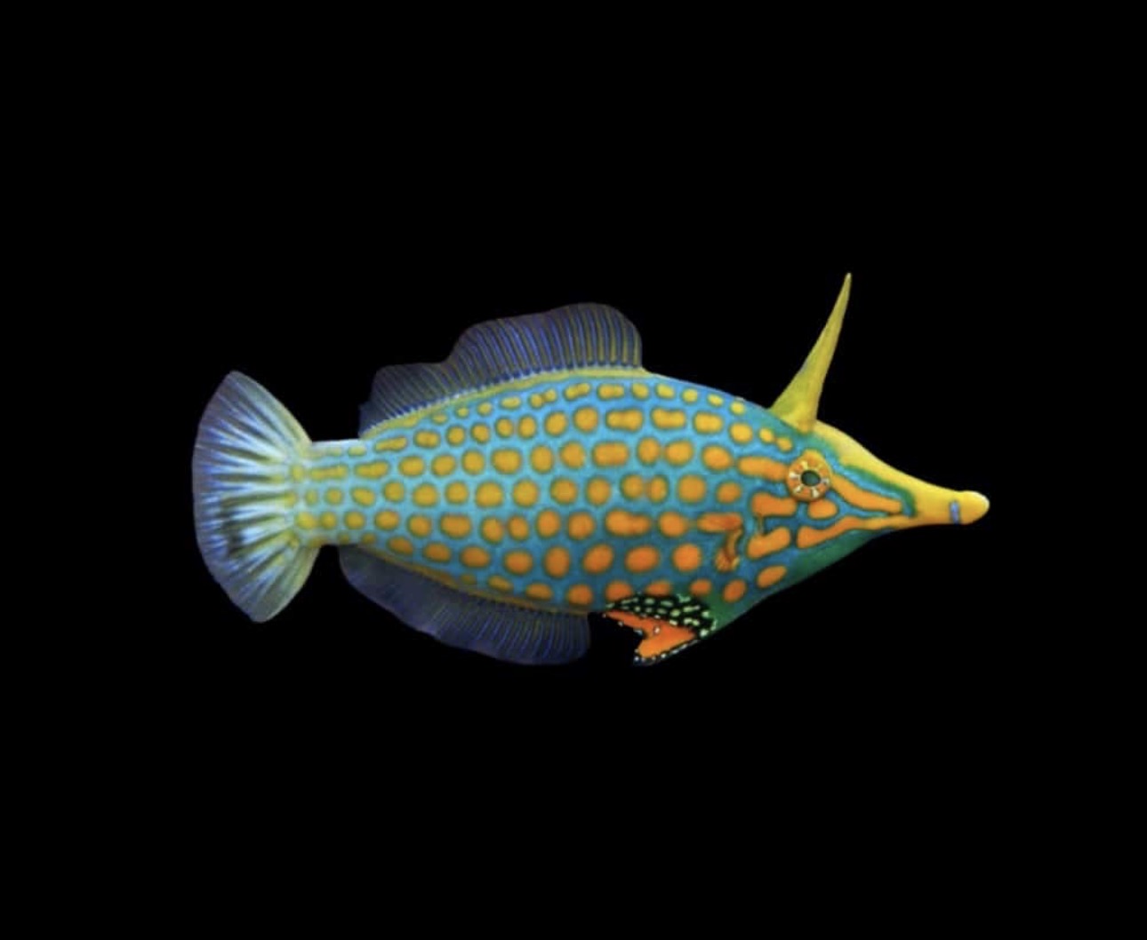 Spotted Filefish