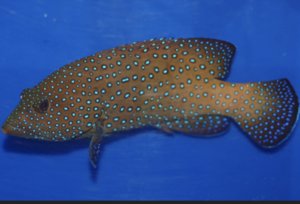 Argus Grouper