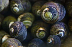 Margarita Black Snail