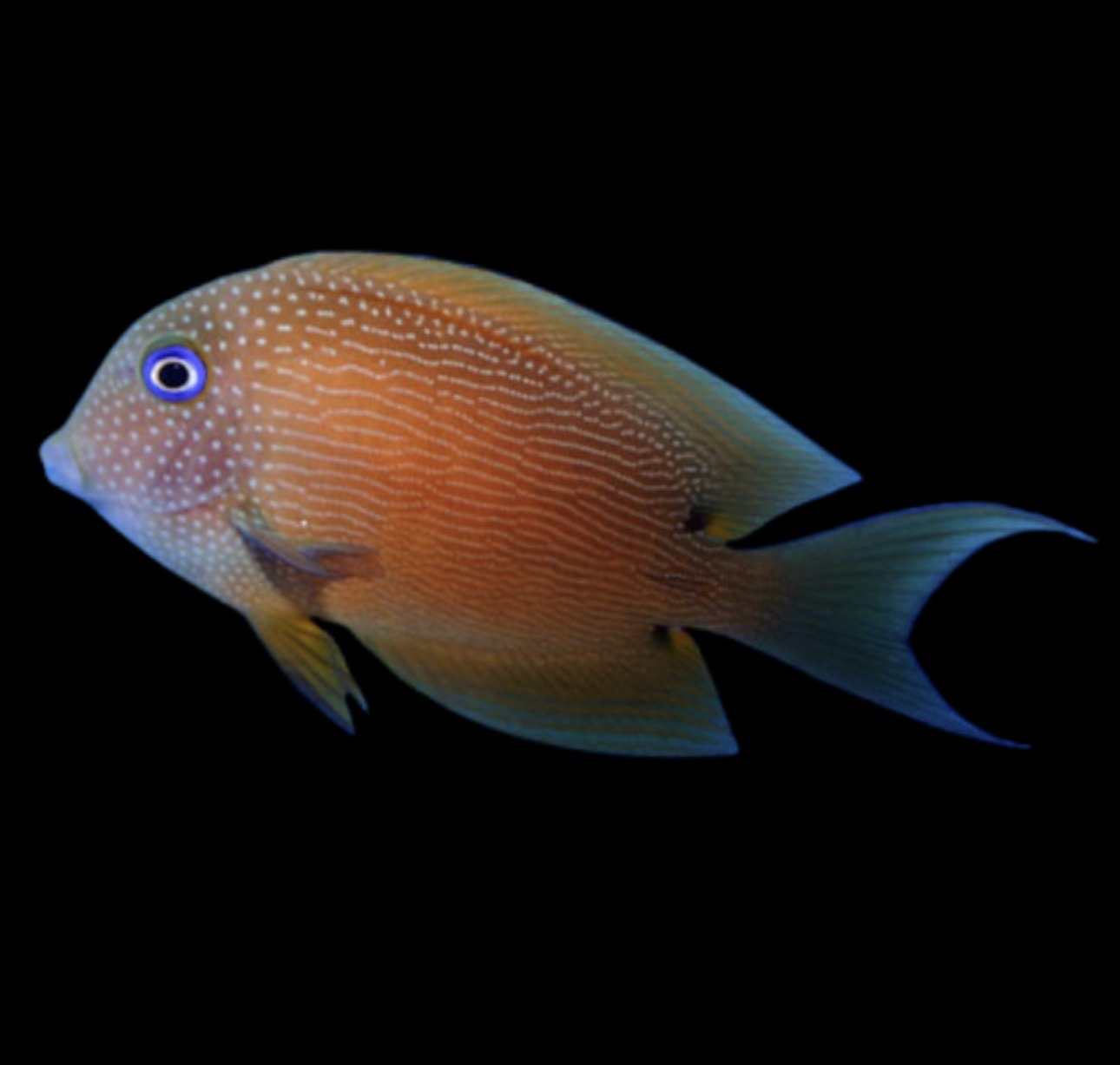Bristletooth Blue Eye Tang
