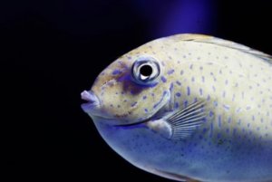 Unicorn Spotted Tang