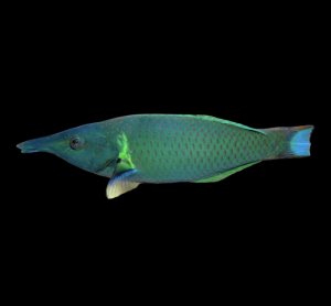 Bird Green Xlg Wrasse