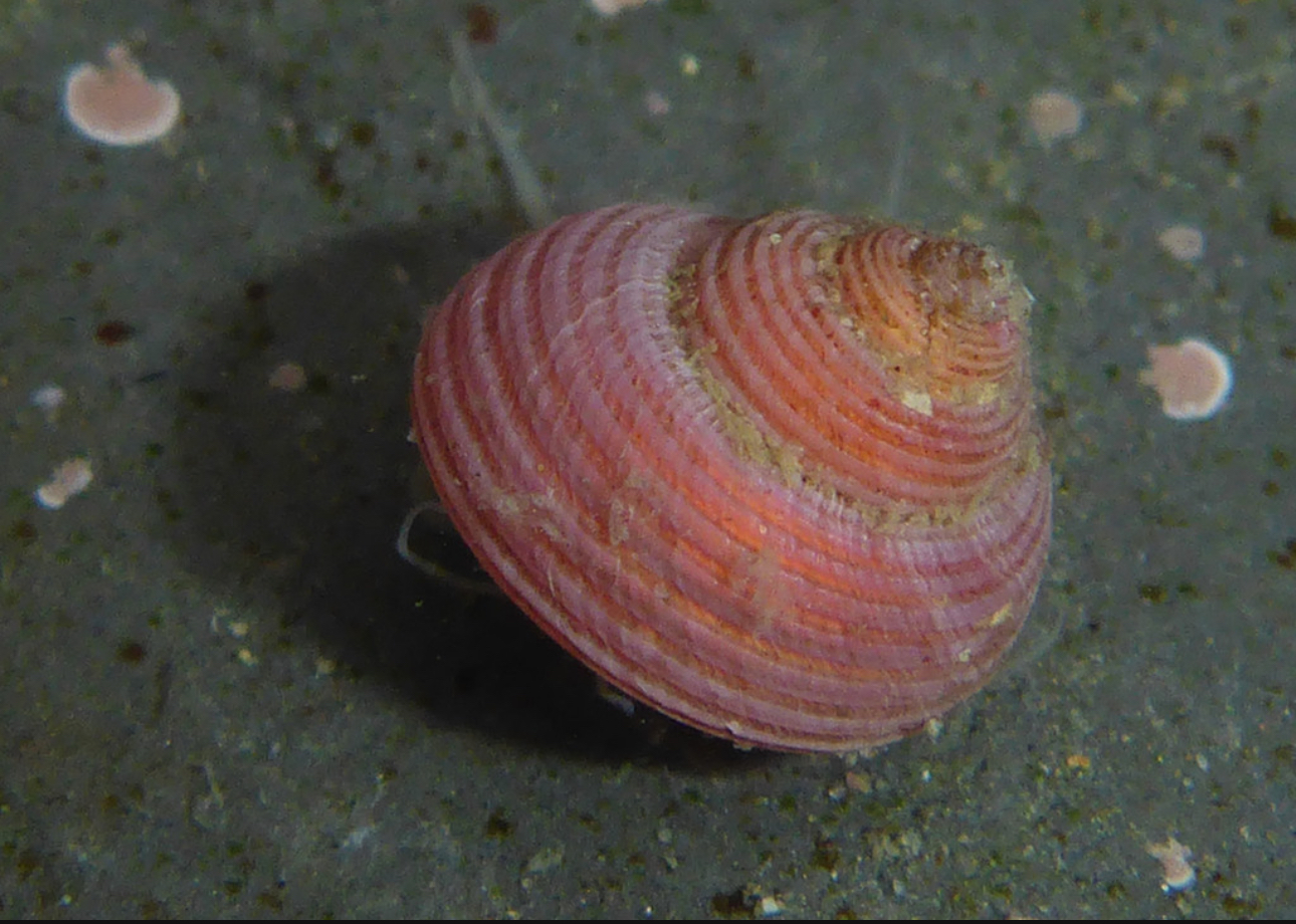 Margarita Pink Snail