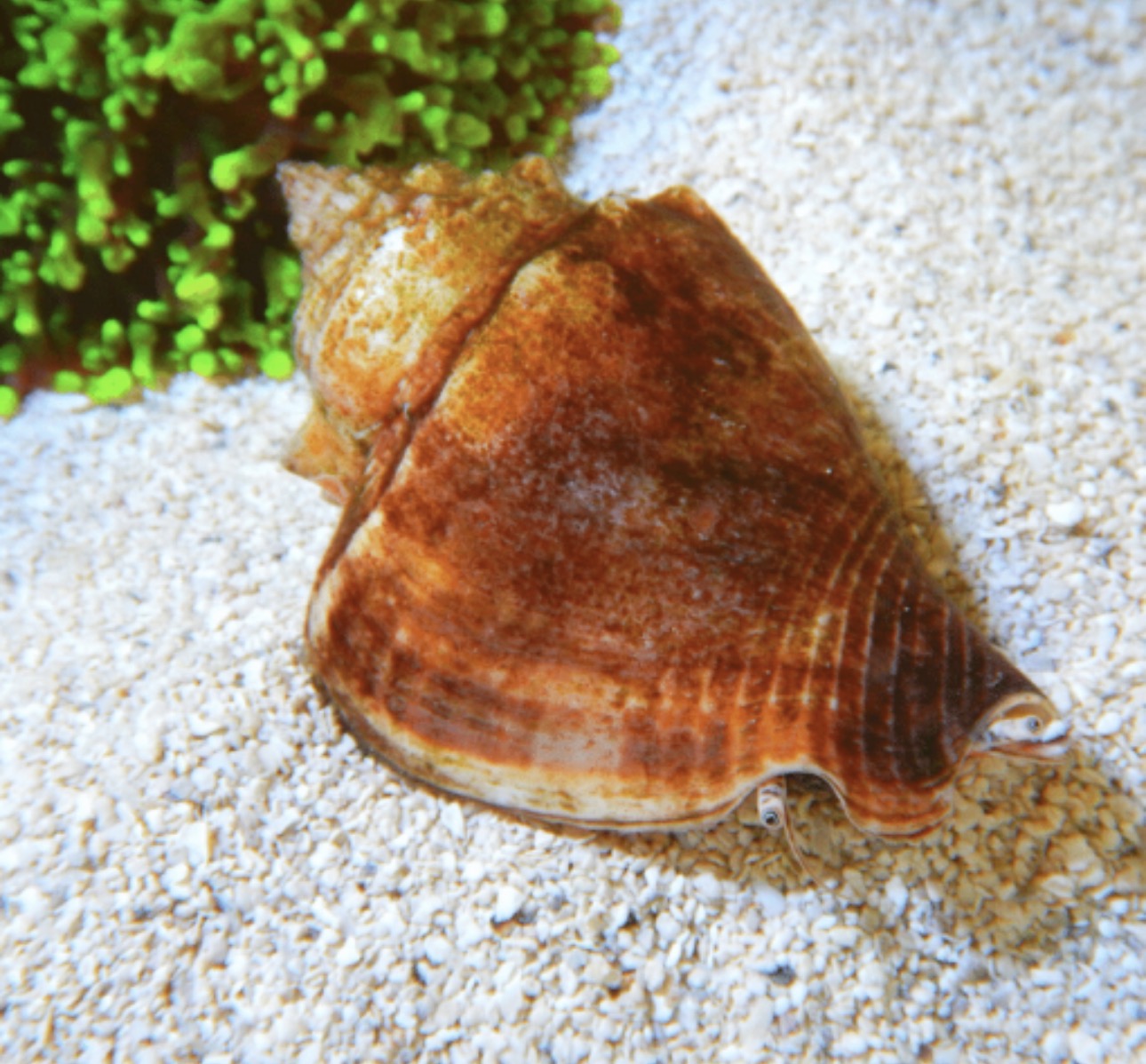 Fighting (Atl) Conch Snail