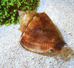 Fighting (Atl) Conch Snail