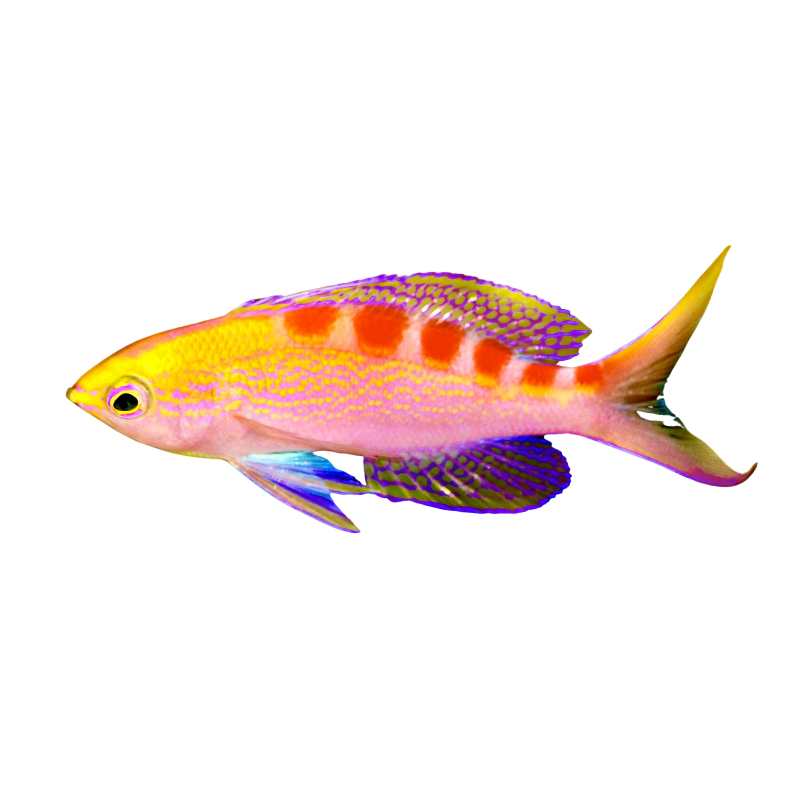Flavo Anthias