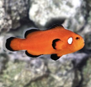 Domino Orange (AC) Clown