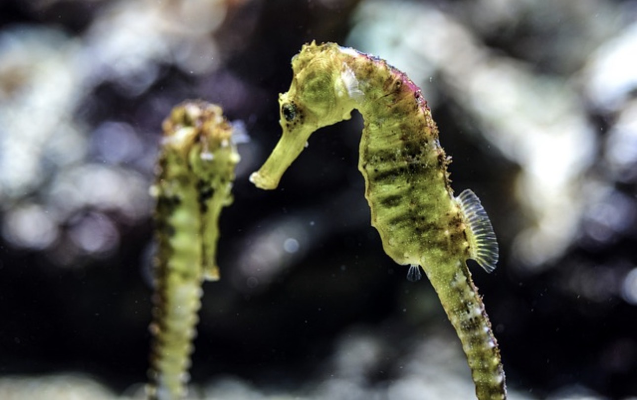 (Atl) Seahorse