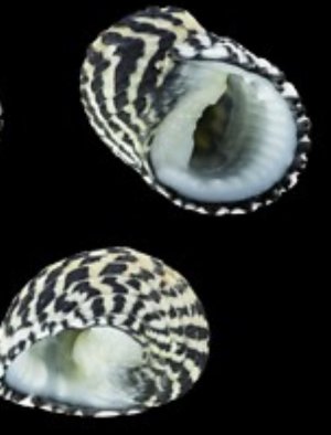 Nerite Snail