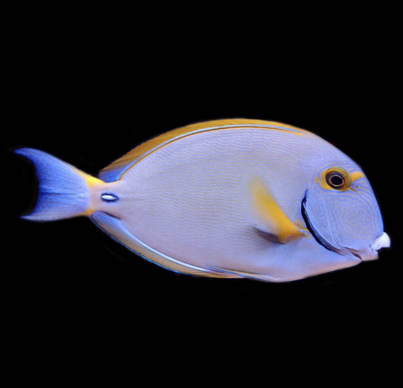 Dussumieri Tang