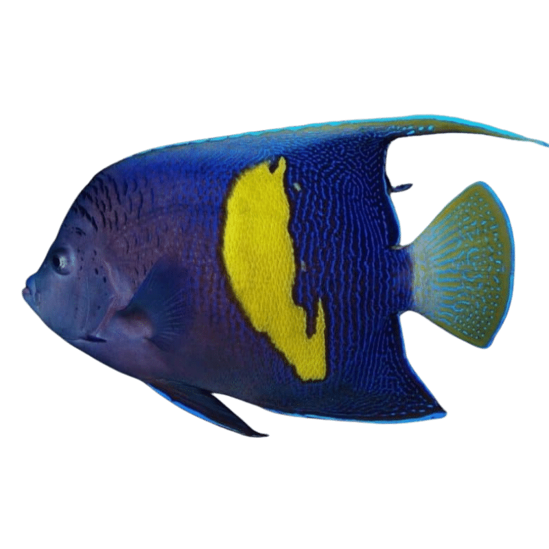 Maculosus (RS) Angel