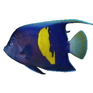 Maculosus (RS) Angel