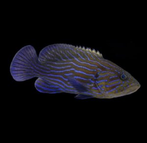 Blue Line Grouper