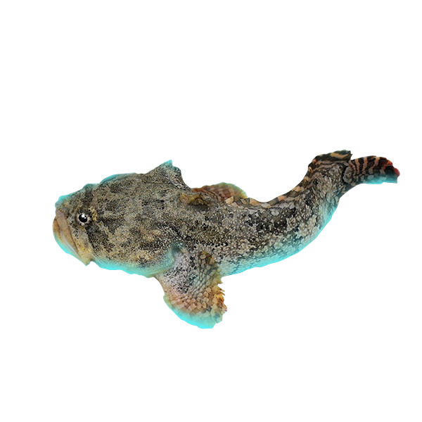 Bicolor Toadfish