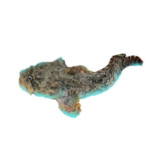 Bicolor Toadfish