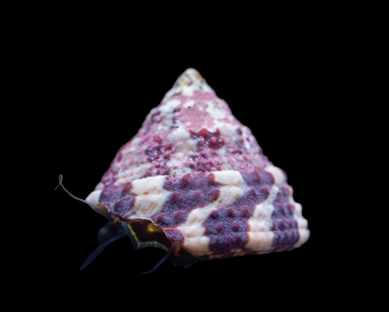 Trochus Banded Snail