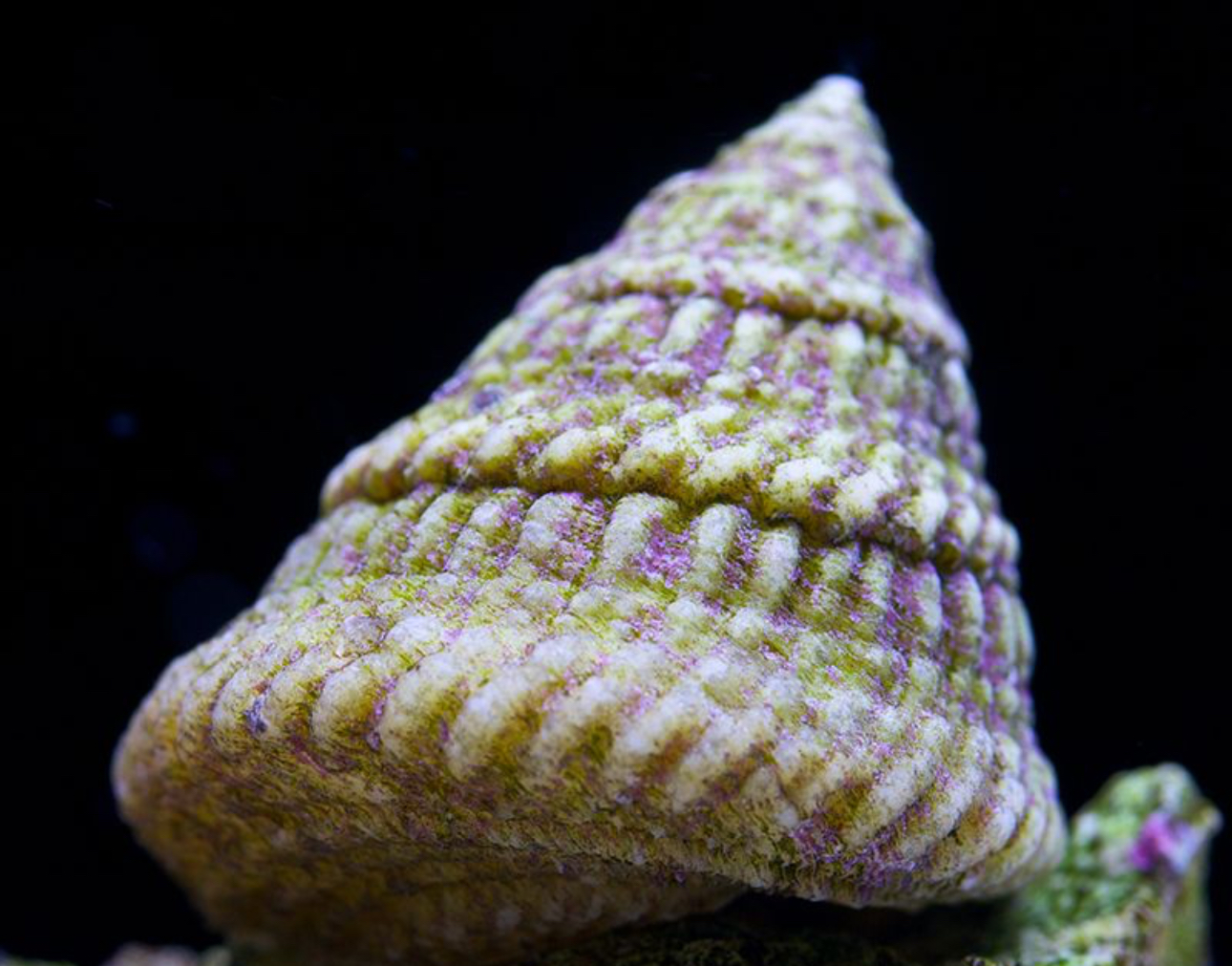 Trochus Latticed Snail