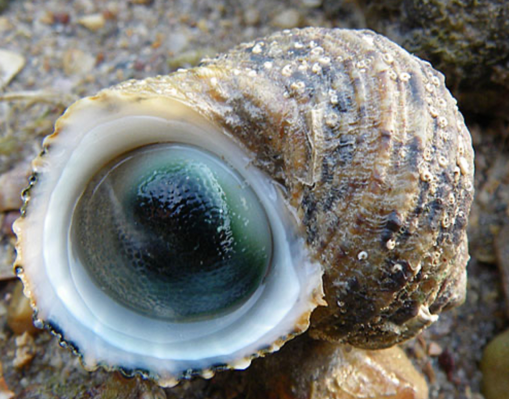 Turbo Cateye Snail