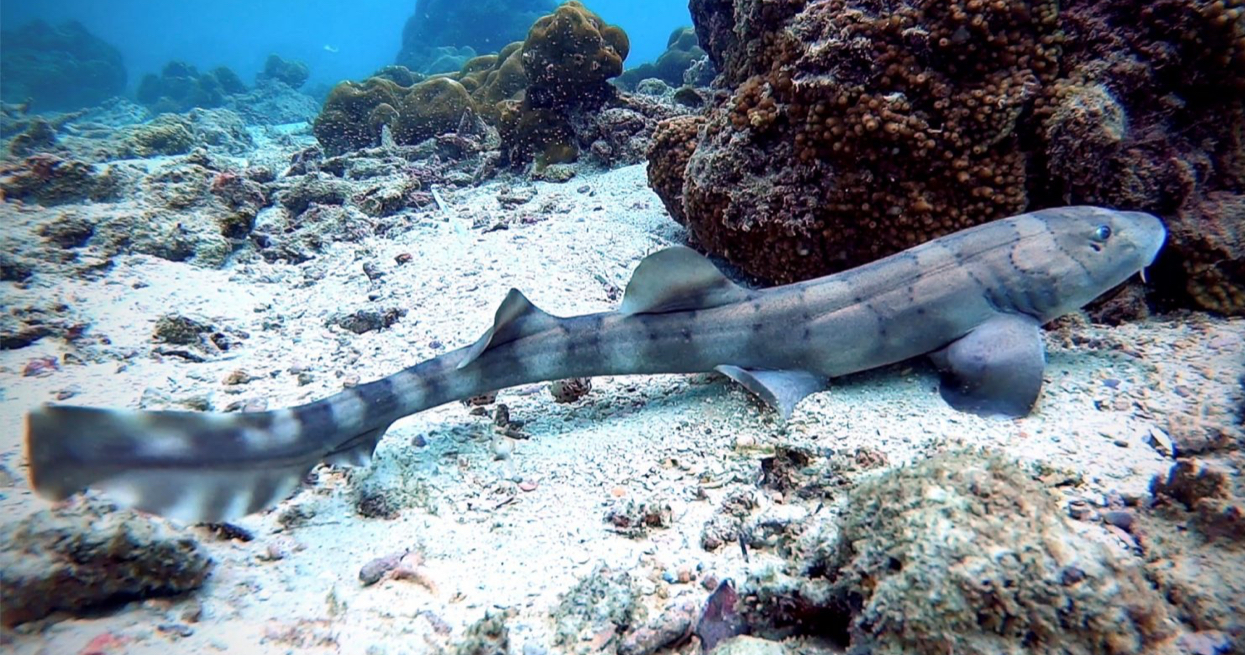 Cat Bamboo Shark