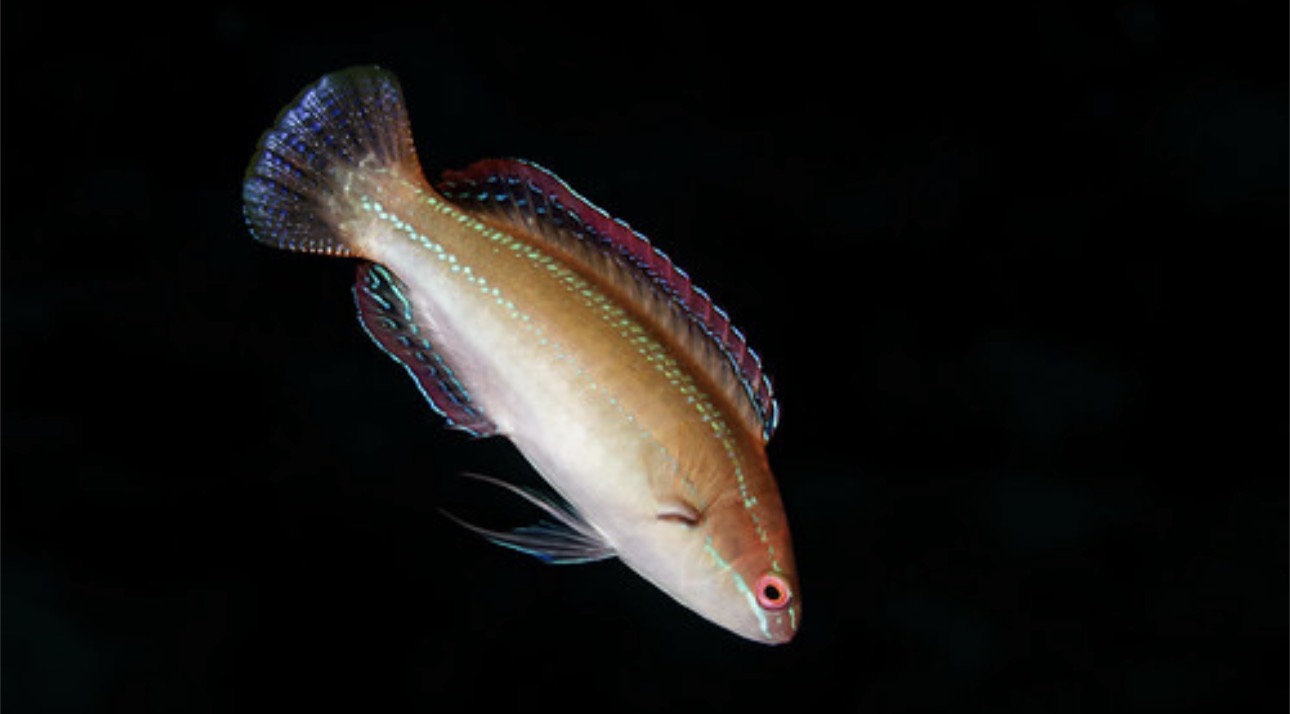 Temminckii Wrasse