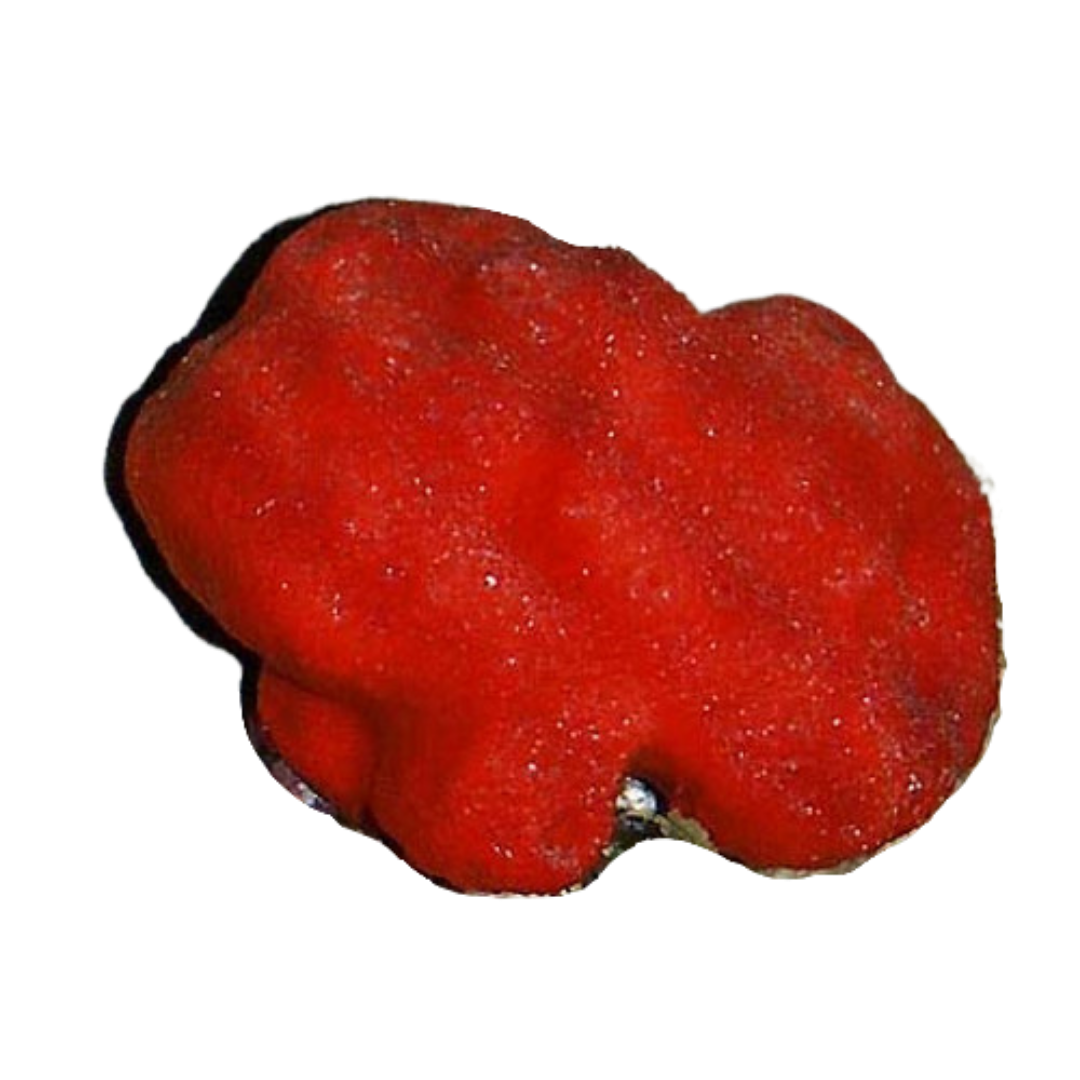 Ball Red Sponge