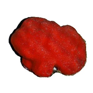 Ball Red Sponge