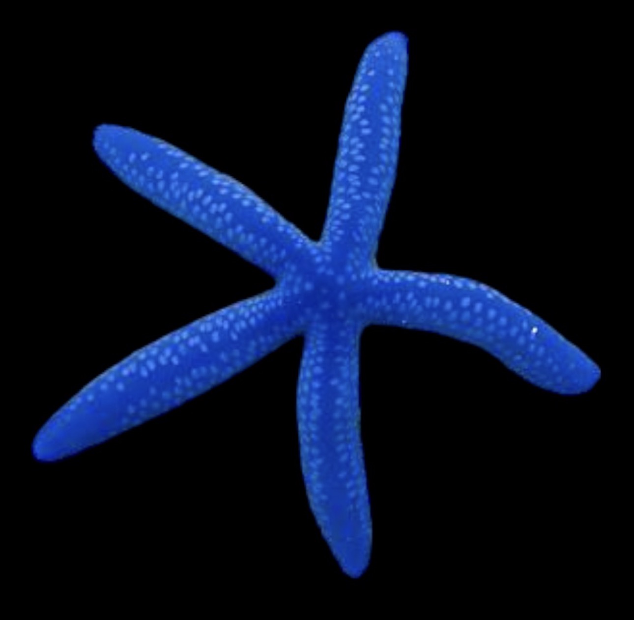 Blue Starfish
