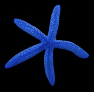 Blue Starfish