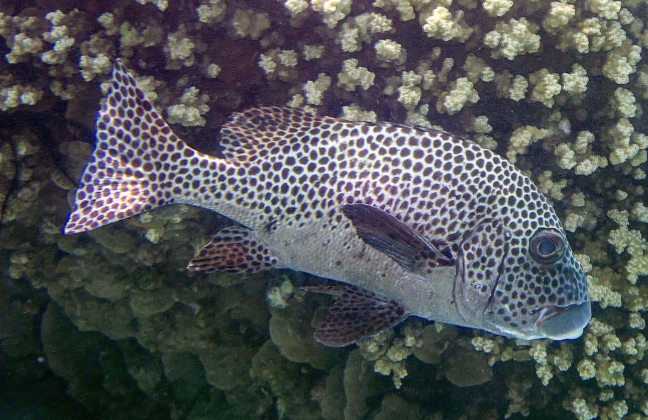 Harlequin Lg Sweetlips