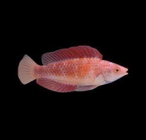 Red Fin Fairy Wrasse