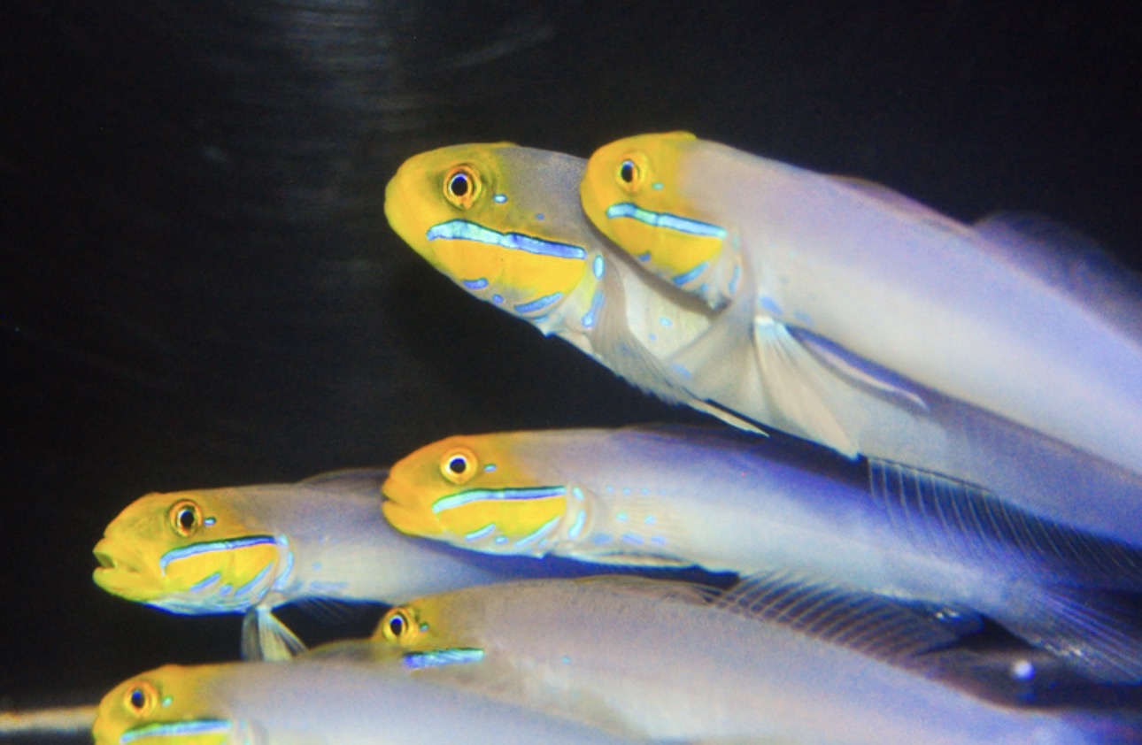 Gold Head Sleeper Lg Goby