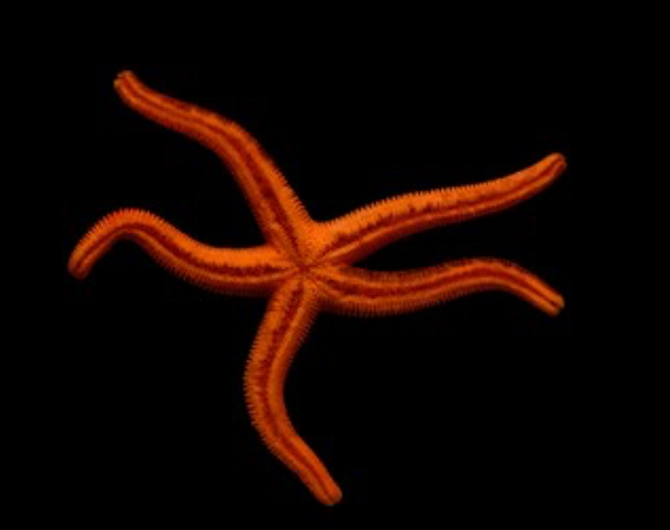 Orange Echinaster Starfish