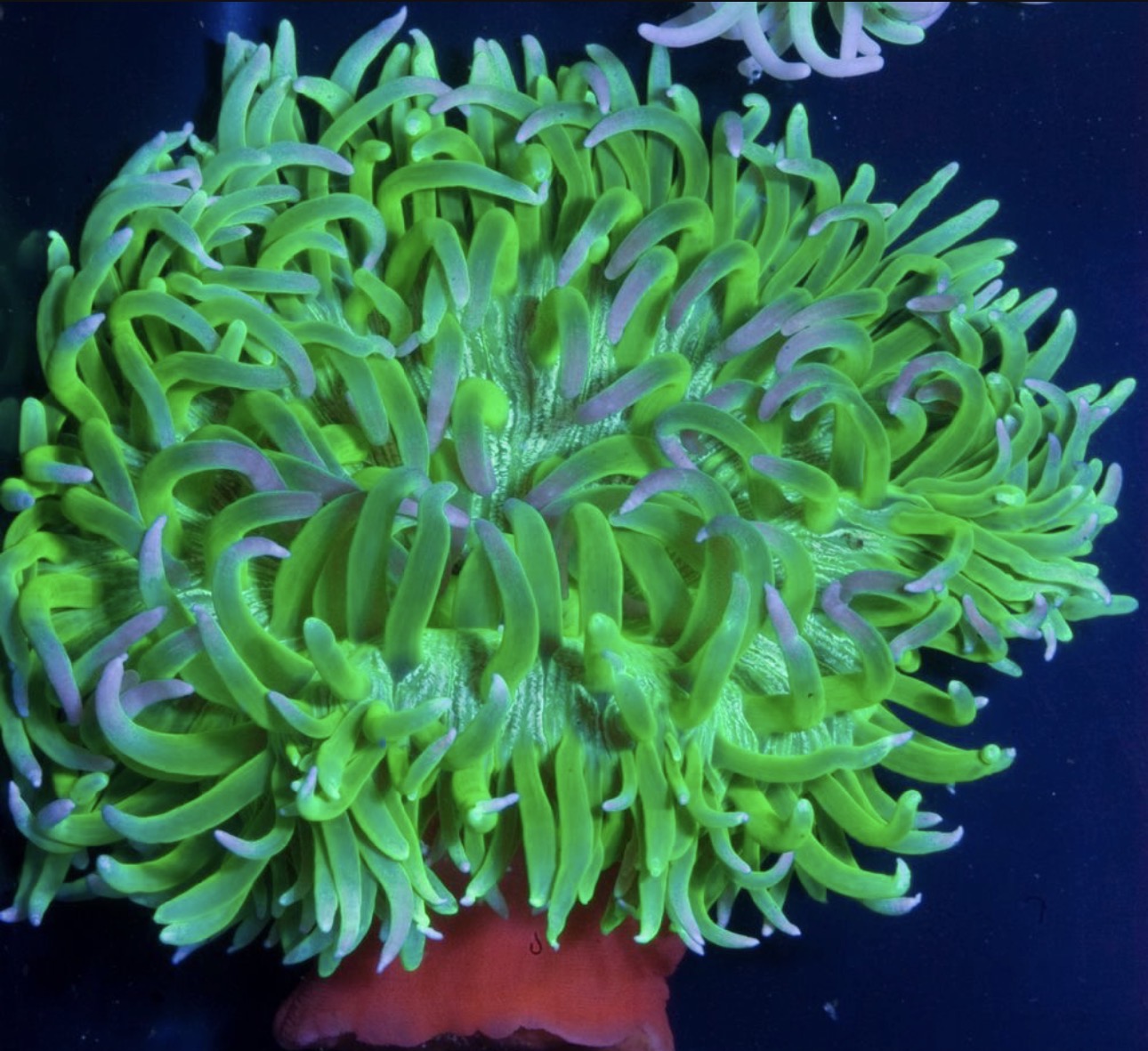 Long Tentacle Anemone