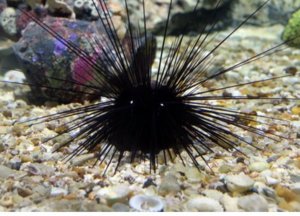 Long Spine Urchin