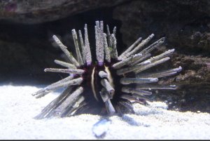 Pencil Urchin