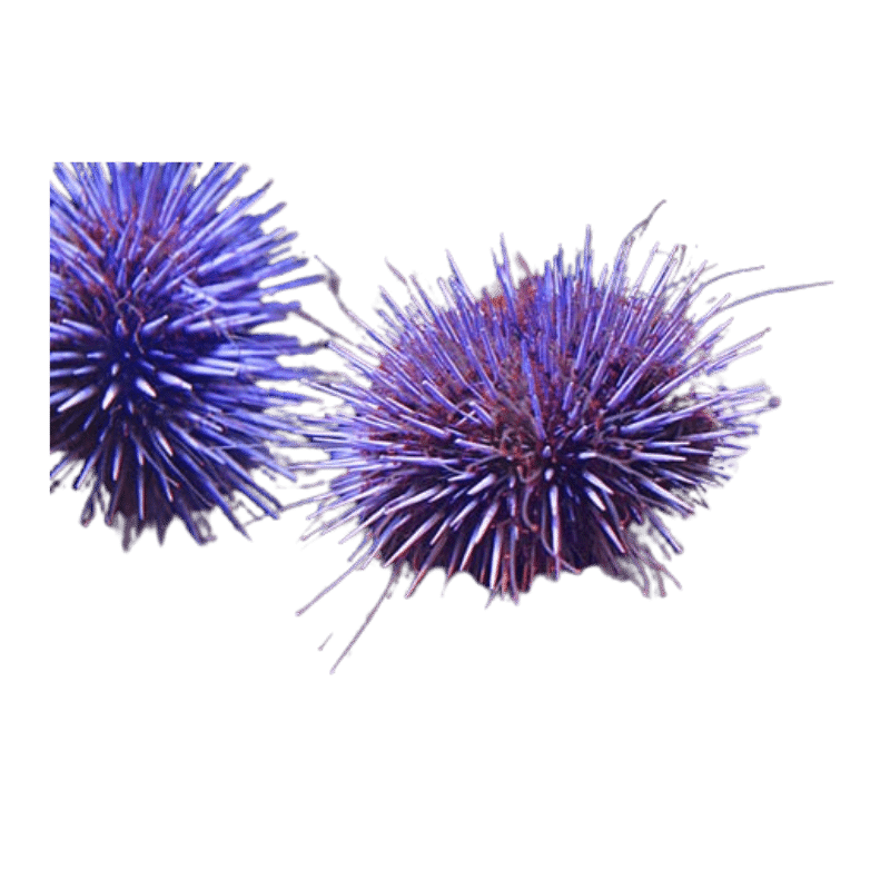 Pincushion Urchin
