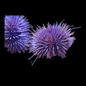Pincushion Urchin