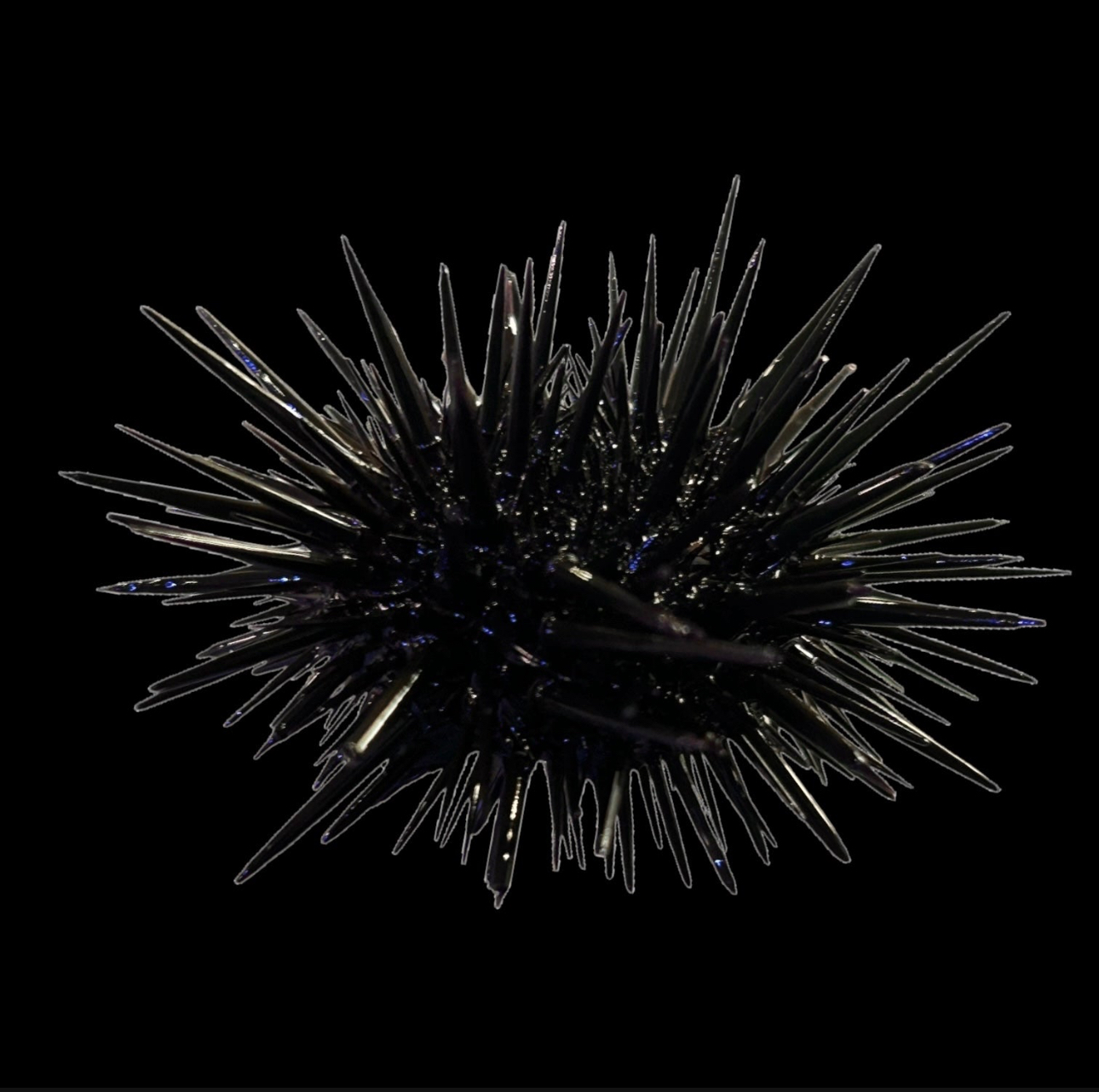 Short Spine Urchin