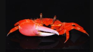 Fiddler Red Crab