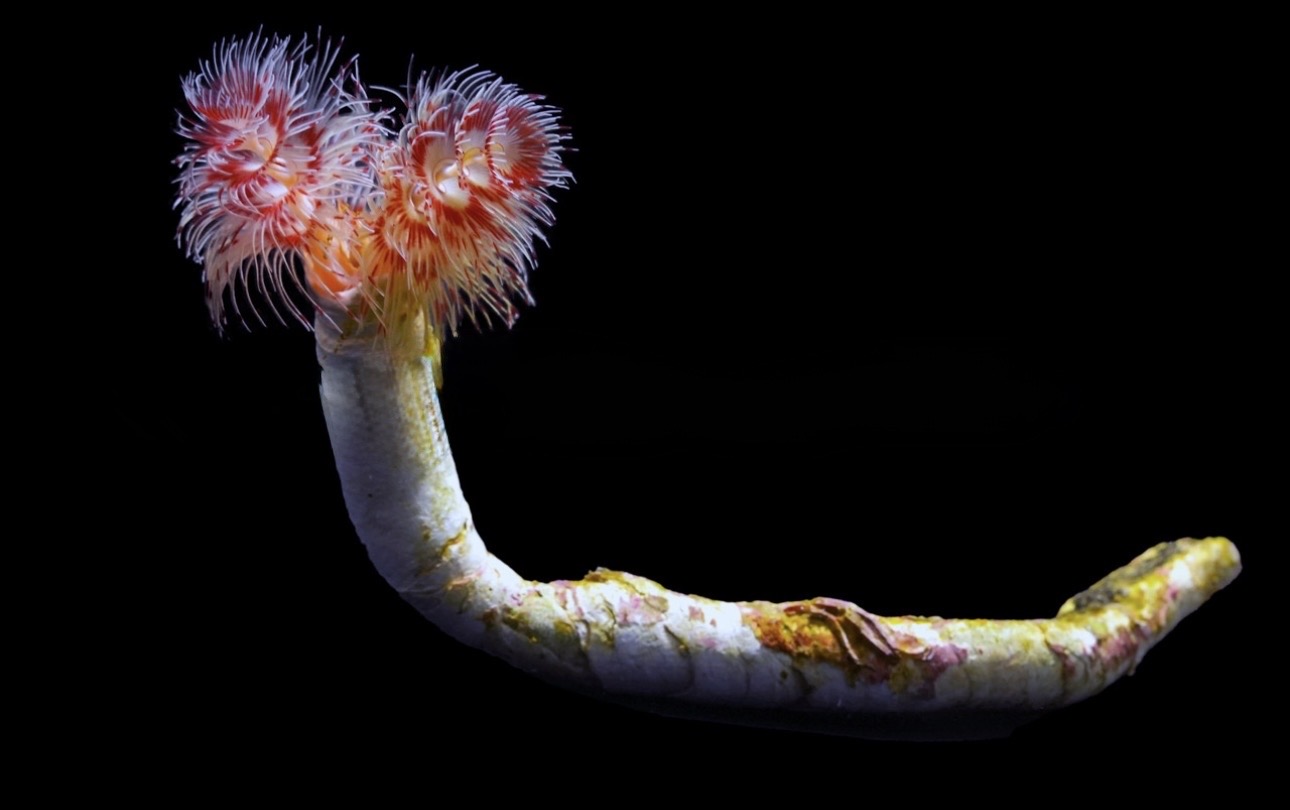Coco Hard Tube Worm