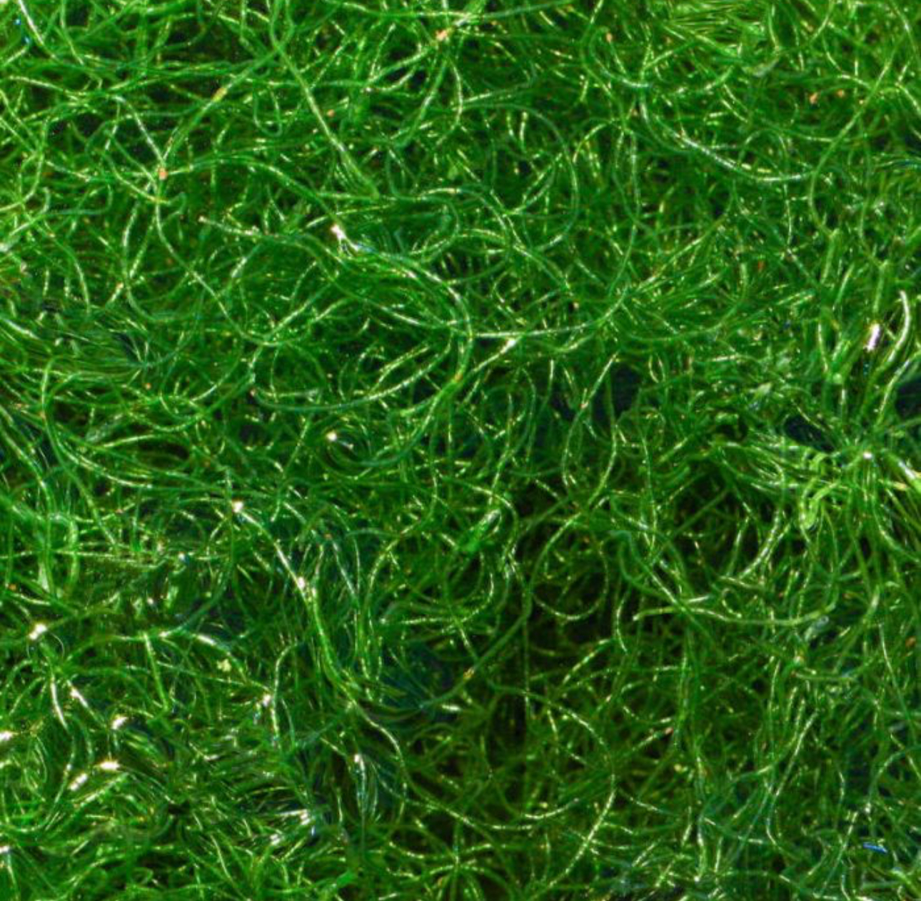 Chaetomorpha Macroalgae