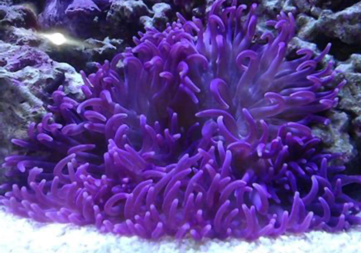 Long Tentacle Purple Anemone