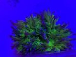 Long Tentacle Purple Anemone