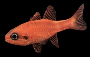 Flame Cardinal