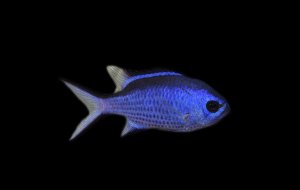 Blue Reef Chromis