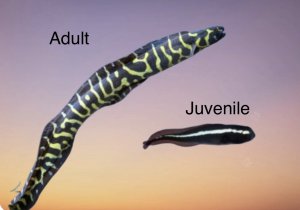 Stripe Engineer Goby