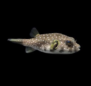 Stars & Stripes Puffer